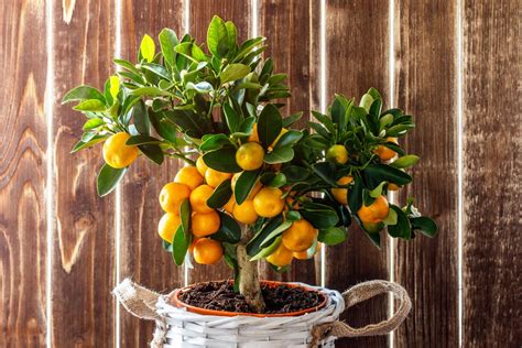 Fruit Trees You Can Grow In Pots To Elevate Even Tiny Outdoor Spaces