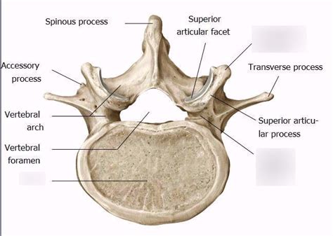 Vertebral Column 3 Diagram Quizlet