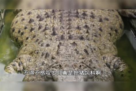 男子花11块钱买来鳄鱼，过量喂食胖成猪，如今40万都不卖鳄鱼男子