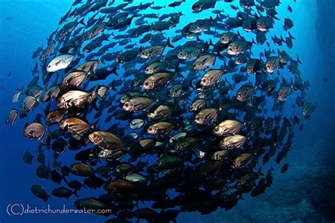 Pelagic Fish Photography - Underwater Photography Guide