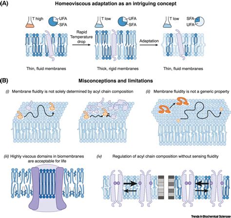 Membrane Homeostasis Beyond Fluidity Control Of Membrane