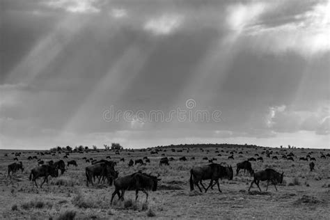 The Great Wildebeest Migration in Kenya, Africa Stock Image - Image of ...