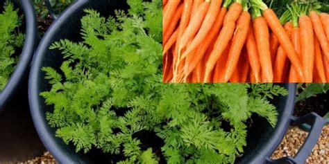 How To Grow Carrots In A Container The Complete Guide