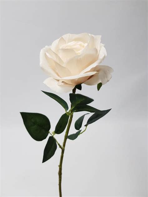 Rose Stem Audrey Cream 75cm - Desflora