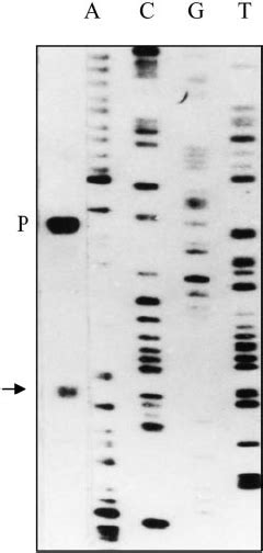 Transcription Start Site Determination By S1 Nuclease Analysis The Download Scientific Diagram