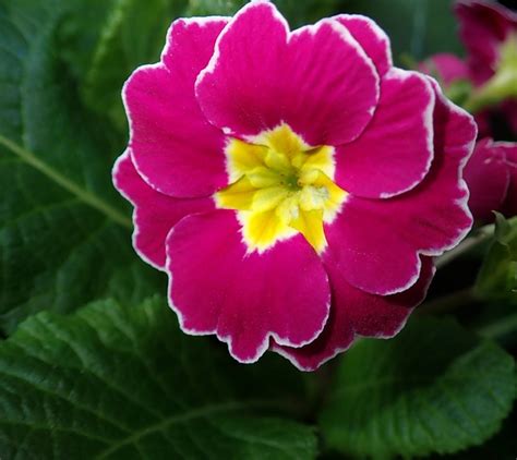 Flower Pink Primrose Free Photo On Pixabay Pixabay