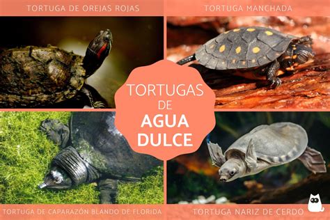 Tortugas De Agua Dulce Tipos Caracter Sticas Y H Bitats Con Fotos