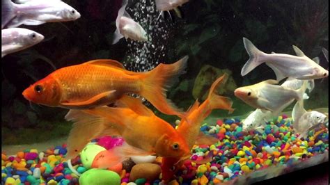 Top 5 Bow-Front Aquariums for Ultimate Visibility of your Fish Tank ...