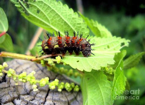 Caterpillar With Spikes Photograph - Caterpillar With Spikes Fine Art Print