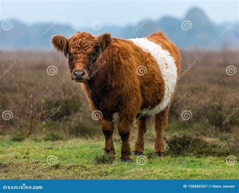 Belted Galloway Cow on the Moor Stock Image - Image of mammal, galloway: 158686507