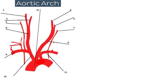 Anatomy Aortic Arch Diagram Quizlet