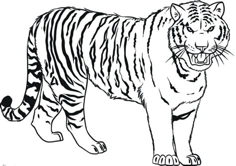 Tiger Line Drawing at PaintingValley.com | Explore collection of Tiger ...