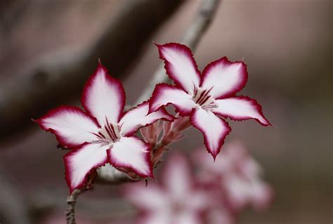 Flowers Impala Lily Plant Adenium - Free photo on Pixabay - Pixabay