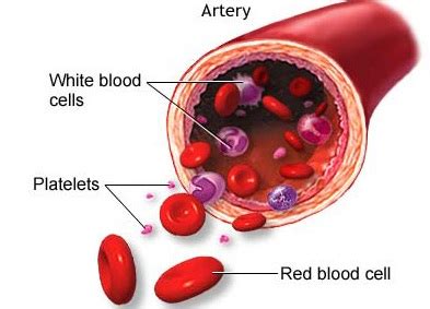 Jaringan Penyokong pada Hewan beserta Gambarnya - DosenBiologi.com