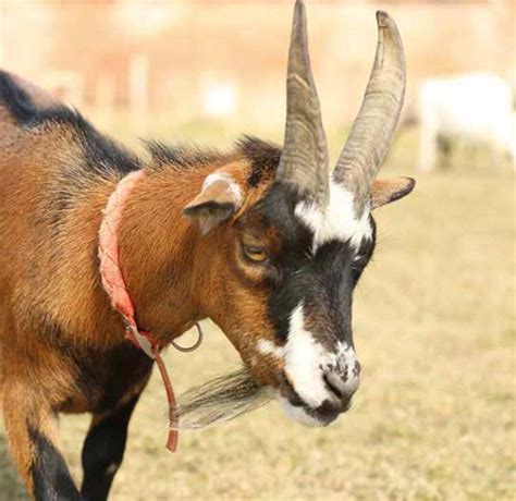 African Pygmy Goat | Mountpanther Farm Park