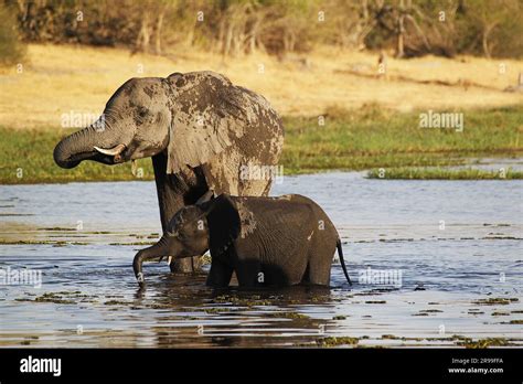 African Elephant Loxodonta Africana Mother And Calf In Khwai River