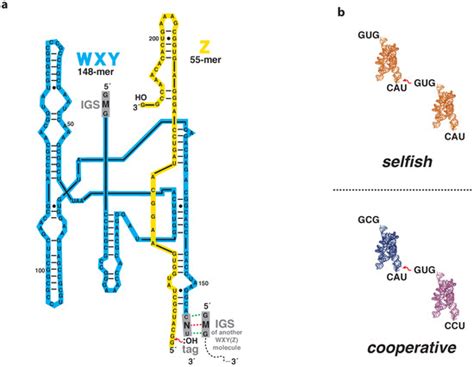 Life Special Issue The Rna World And The Origin Of Life