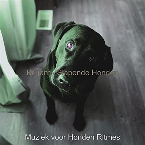 Amazon Music Muziek Voor Honden Ritmes Briljant Slapende Honden