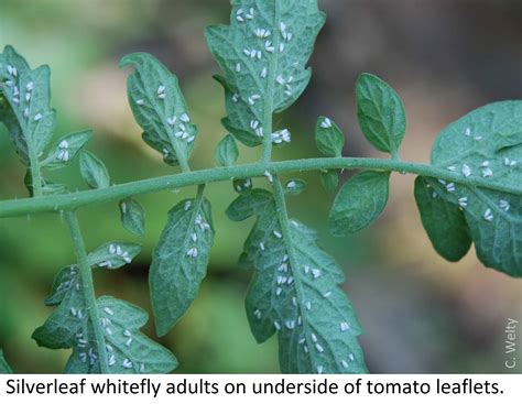 Tomato Pests Vegetable And Fruit Insect Pest Management