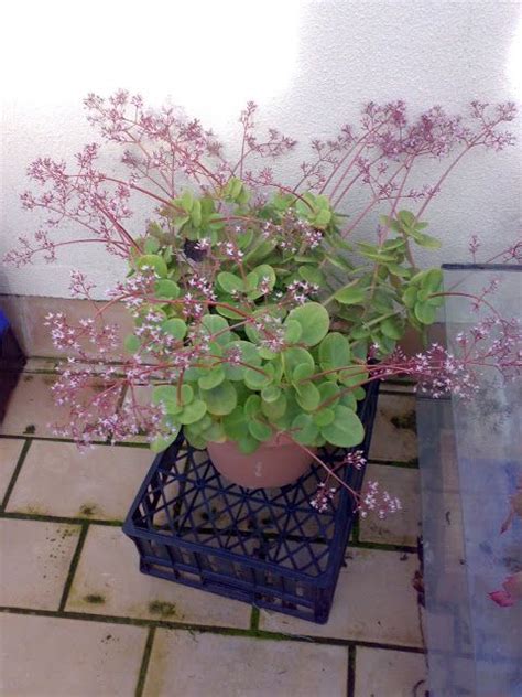 Crassula Multicava Cactus Y Suculentas De Amanecer Suculentas