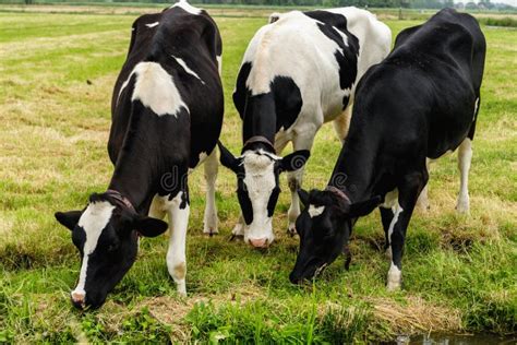 Cows feeding on grass stock image. Image of agriculture - 14140537