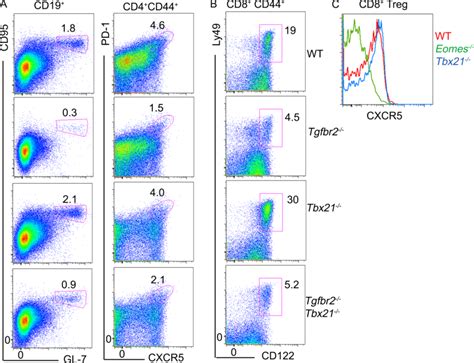 T Bet Deficiency Does Not Impact Gc Reaction Or Cd T Reg Cells