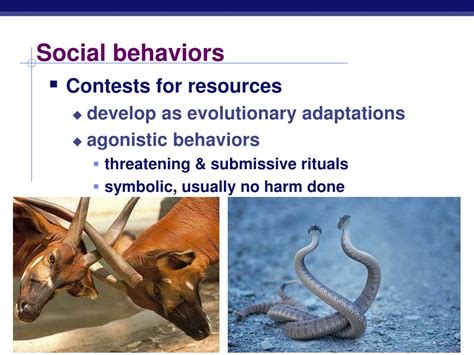 Ppt Animal Behavior Powerpoint Presentation Free Download Id927698