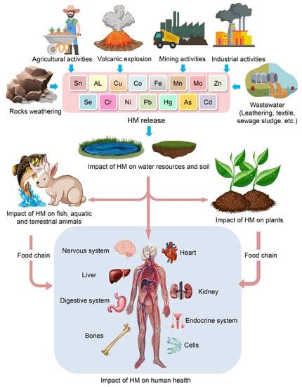 Toxics Free Full Text Toxicity Of Heavy Metals And Recent Advances