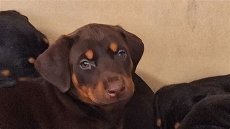 Doberman Pinscher For Sale In Roy Petzlover