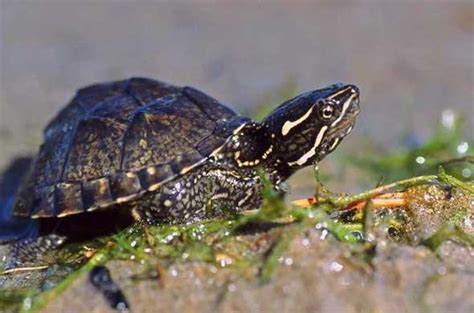 Musk Turtle Habitat: How to Setup an Indoor Enclosure?