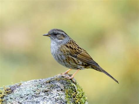 Dunnock Nesting: A Complete Guide | Birdfact