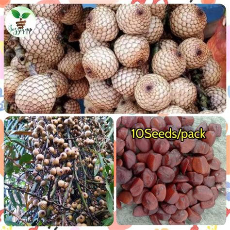 Rattan Yantok Fruits Seeds 10seedspack Seeds For Planting Shopee