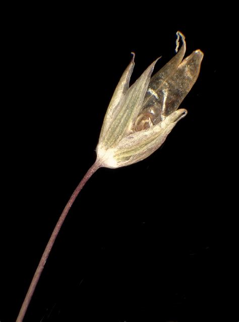 Sabulina Tenuifolia L Rchb Subsp Tenuifolia Portale Della Flora