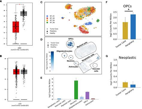 Frontiers Decreased Dusp Expression Promotes Malignant Behavior In