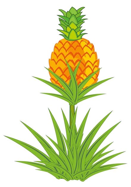 Premium Vector Pineapple Plant With Roots Isolated On White Background