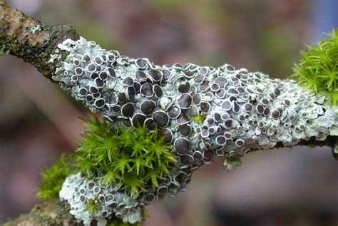 The Nhbs Guide To Uk Lichens