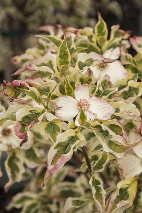 Variegated Stellar Pink® Dogwood, Cornus x 'KV10-105v1' PP #24,952