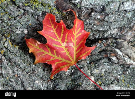 Sugar Maple Tree Leaf