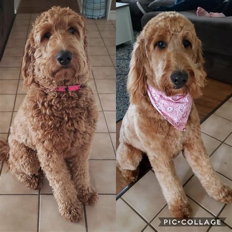 My Sweet Girl Before And After Going To The Groomer Re Uploaded After