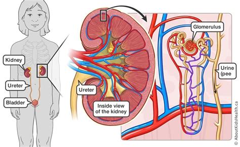 Mengenal Tahapan Proses Pembentukan Urine Pada Manusia