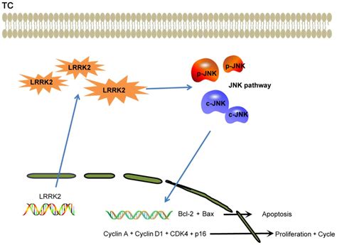 Downregulated Lrrk Gene Expression Inhibits Proliferation And