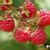 Herfstframboos Rubus Idaeus Autumn Bliss Sierheesters Struiken