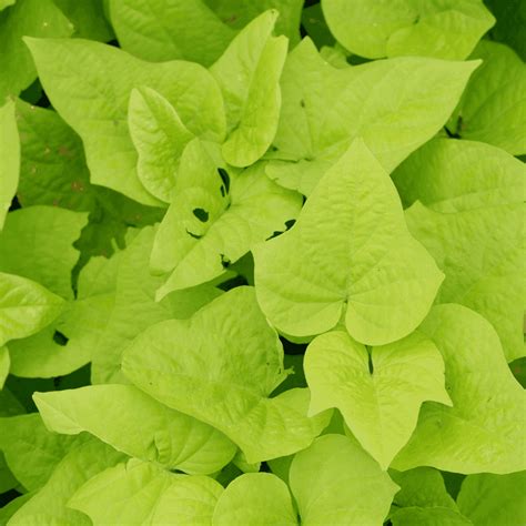 Moon Valley Nurseries