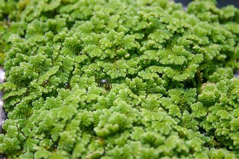 Azolla Caroliniana