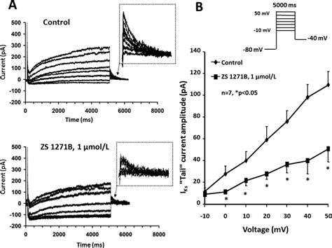 A Effect Of ZS 1271B On The Slow Delayed Rectifier K Current I Ks