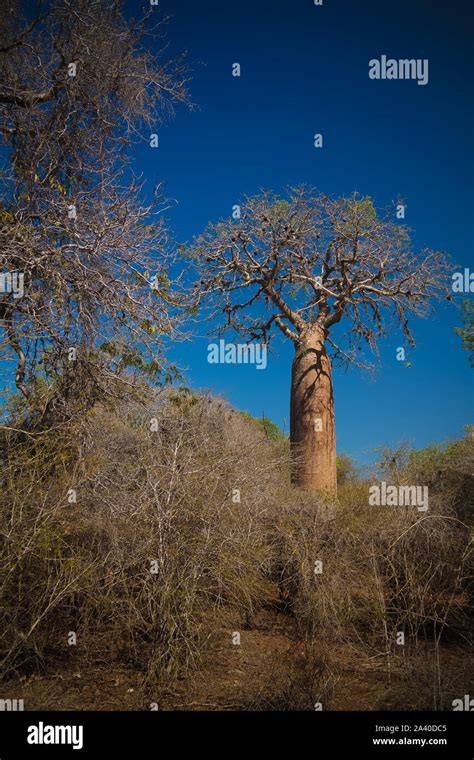 Landscape With Adansonia Rubrostipa Aka Fony Baobab Tree Reniala