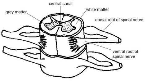 11 1d Spinal Cord White Matter Medicine Libretexts