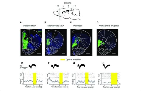 Simultaneous Extracellular Recordings And Optical Inhibition A D Download Scientific