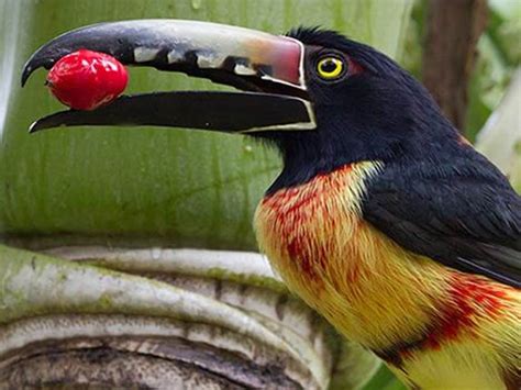 Bird Watching Belize Tour, Orange Walk District