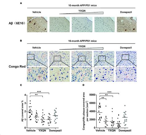 Yangxue Qingnao Reduces Amyloid Deposits In The Brain Of App Ps1